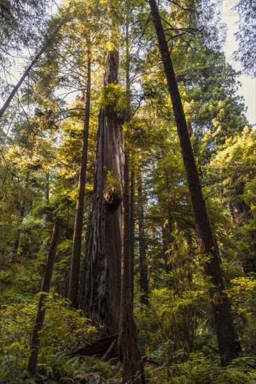 Coastal sequoia trees (Sequoia sempervirens)