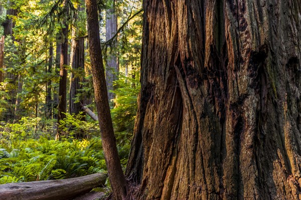 Thick tree trunk of the Sequoia sempervirens (Sequoia sempervirens)