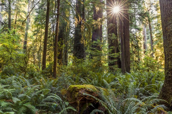 Coastal sequoia trees (Sequoia sempervirens)