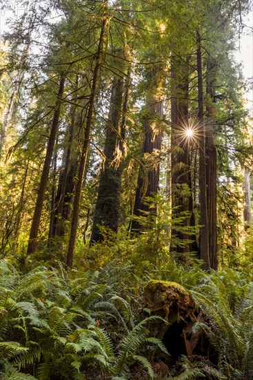 Coastal sequoia trees (Sequoia sempervirens)