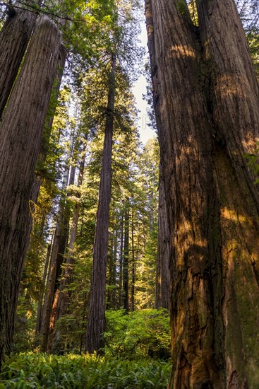 Coastal sequoia trees (Sequoia sempervirens)