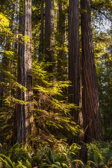 Coastal sequoia trees (Sequoia sempervirens)