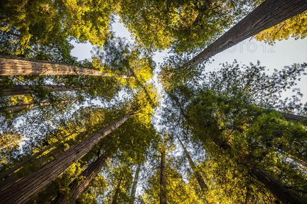 Coastal sequoia trees (Sequoia sempervirens)