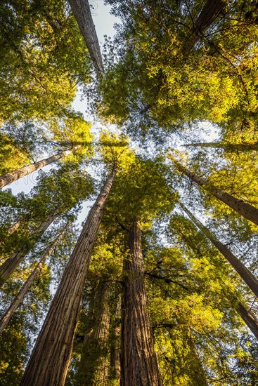 Coastal sequoia trees (Sequoia sempervirens)