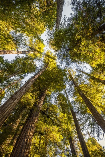 Coastal sequoia trees (Sequoia sempervirens)