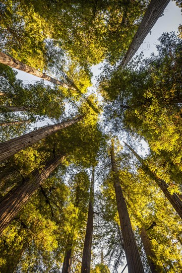 Coastal sequoia trees (Sequoia sempervirens)