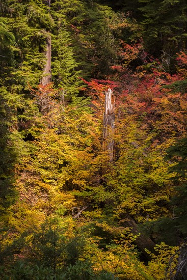 Colorful autumn colors