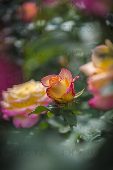 Rose (Rosa)
