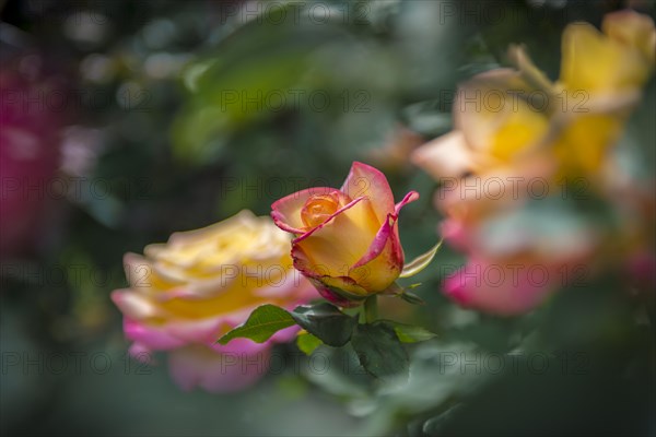 Rose (Rosa)