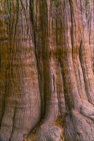 Bark of a tree