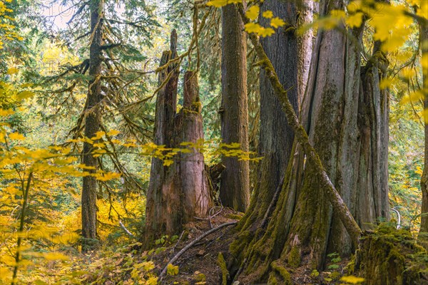 Forest with Western Red Cedar (Thuja gigantea)