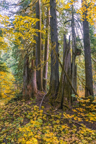 Forest with Western Red Cedar (Thuja gigantea)