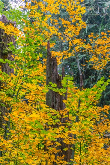 Dead Western Red Cedar (Thuja gigantea)