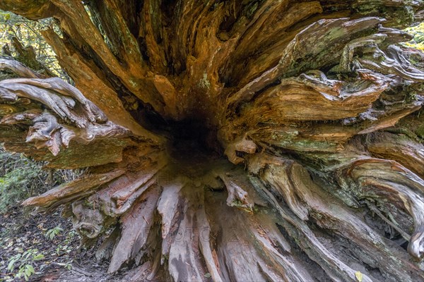 Roots of a fallen Western Red Cedar (Thuja gigantea) in a forest