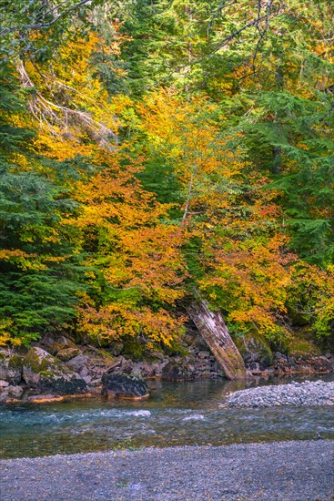 Deciduous forest with autumn colouring on a river