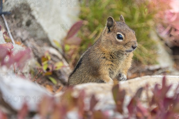 Golden-mantled ground squirrel (Callospermophilus lateralis) sits on the ground