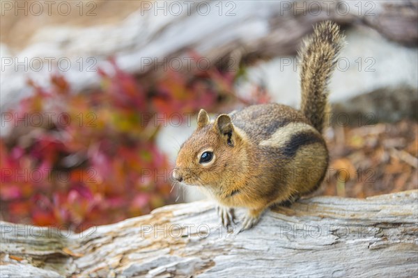 Golden-mantled ground squirrel (Callospermophilus lateralis) sits on a weathered tree trunk