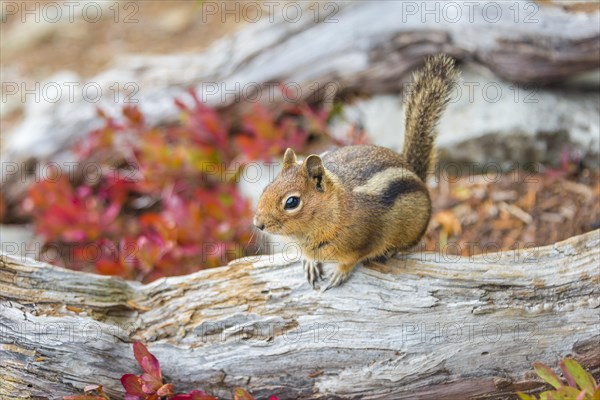 Golden-mantled ground squirrel (Callospermophilus lateralis) sits on a weathered tree trunk