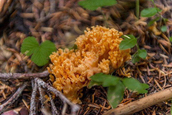 Yellow stagshorn (Calocera viscosa) at the forest floor