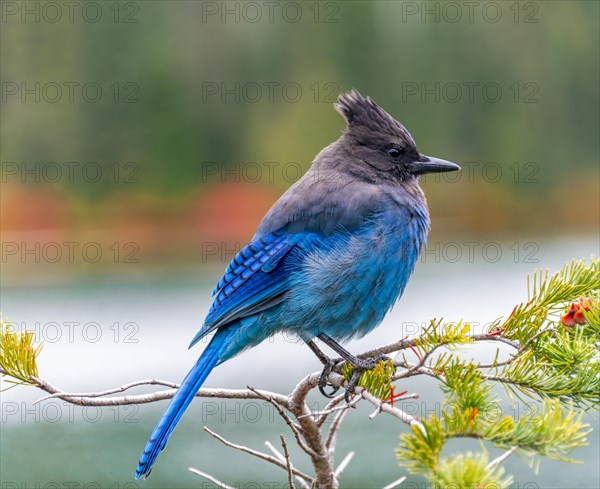 Steller's jay (Cyanocitta stelleri)