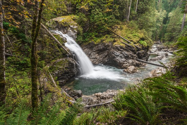 Small waterfall in a forest with dense vegetation