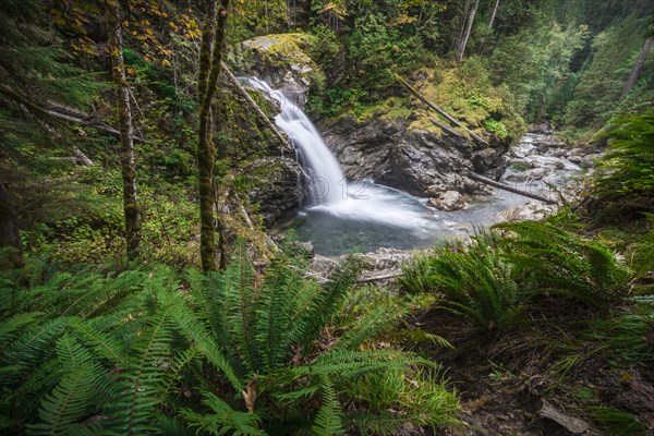 Small waterfall in a forest with dense vegetation