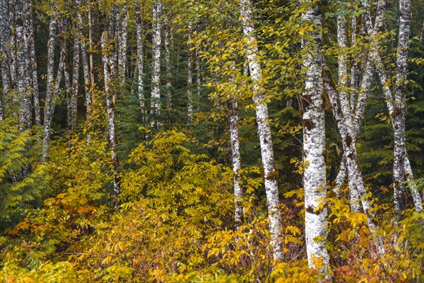 Autumn coloured bushes in birch forest