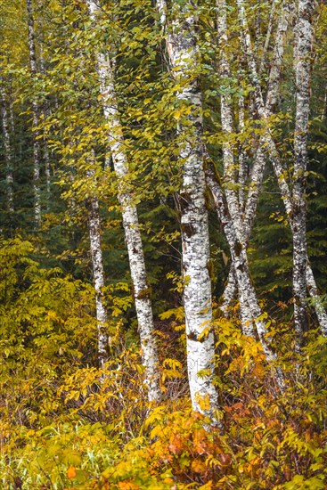 Autumn coloured bushes in birch forest