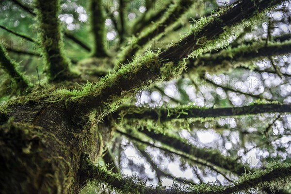 Branches covered with moss