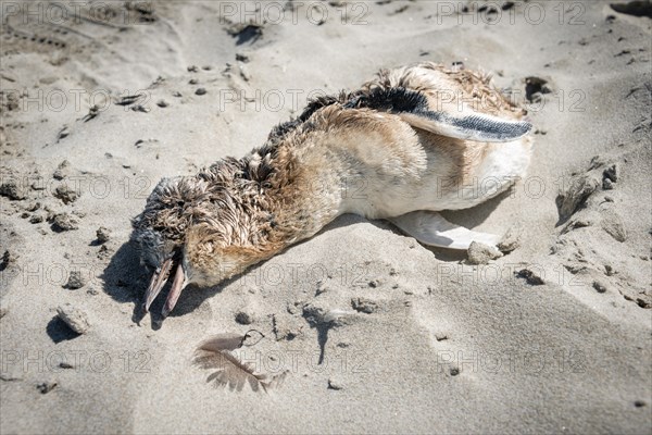 Dead Little penguin (Eudyptula minor) on the beach