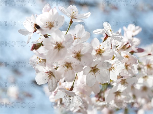 Cherry blossoms