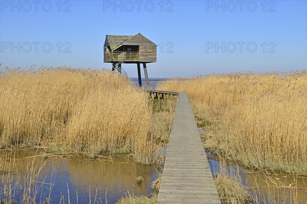 Tower for bird watching