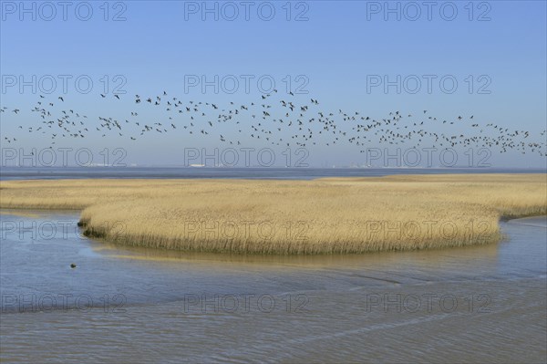 Flock of birds flying over reeds in shallow water
