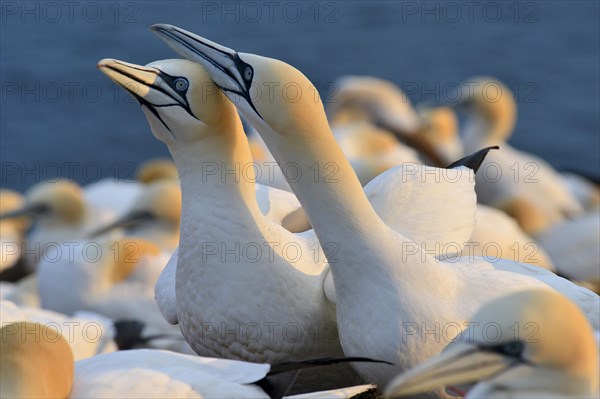 Northern gannets (Morus bassanus)