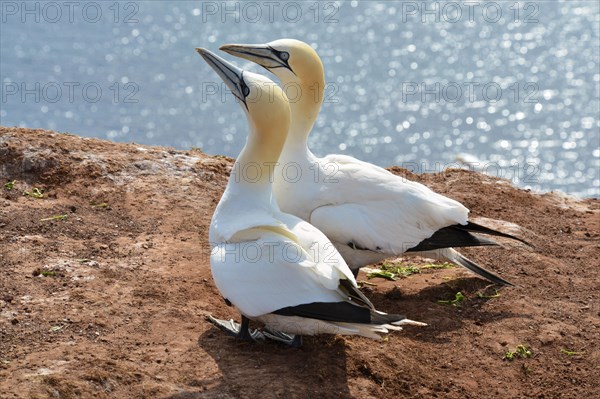 Northern gannets (Morus bassanus)