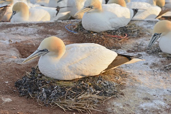 Northern gannet (Morus bassanus) breeding