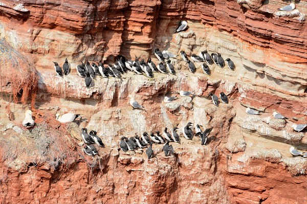 Guillemots (Uria) and Northern gannets (Morus bassanus) breeding on rock face