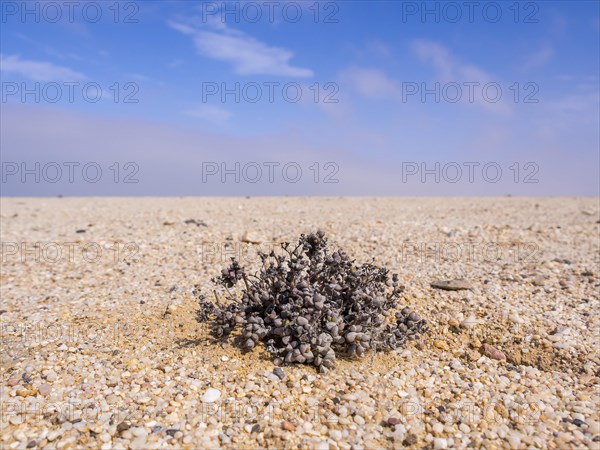 Desert plant living stone (Lithops)