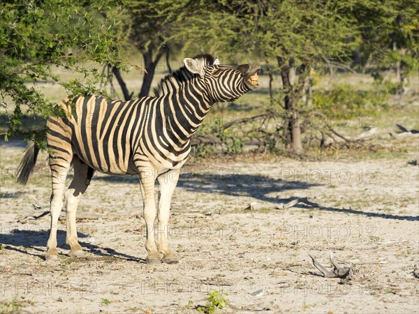 Burchell's zebra (Equus burchelli) flehmens