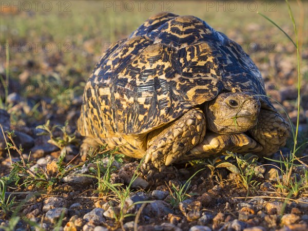 Leopard Tortoise (Geochelone pardalis)