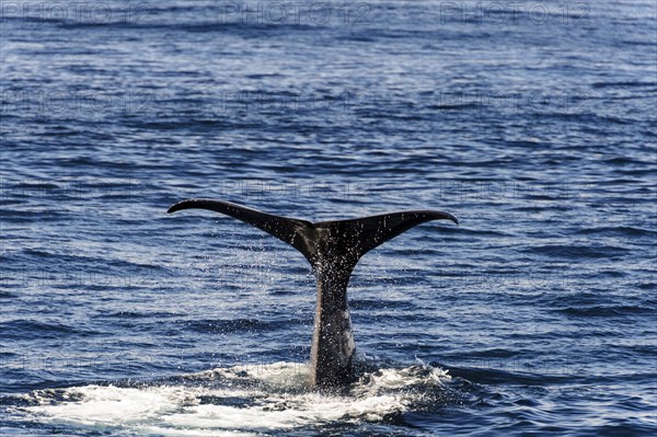 tail fin of a sperm whale (Physeter catodon or Physeter macrocephalus)