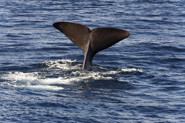 tail fin of a sperm whale (Physeter catodon or Physeter macrocephalus)