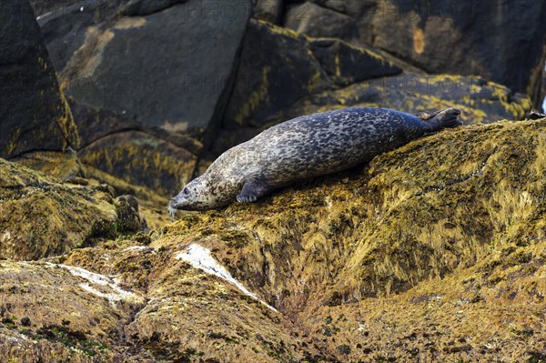 Seal (Phoca vitulina)