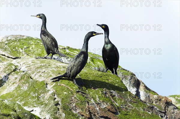 European shags (Phalacrocorax aristotelis)