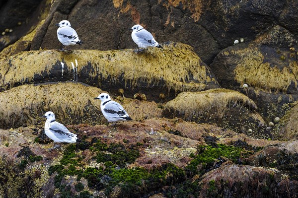 Juvenile Kittiwakes (Rissa tridactyla) on rocks with algea