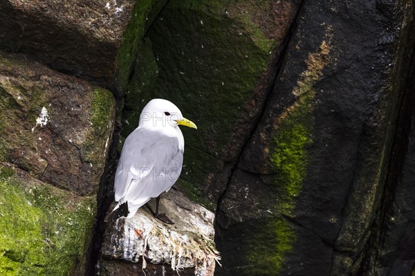 Kittiwakes (Rissa tridactyla) sitting on rock