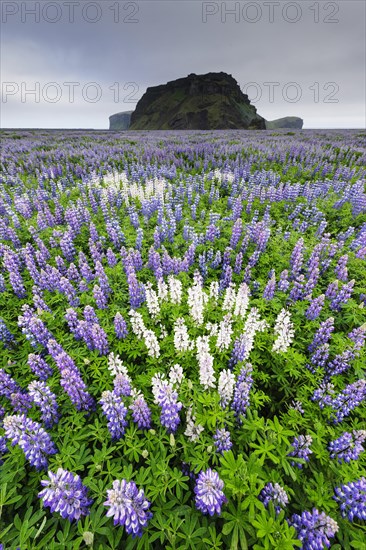 Landscape with Alaskan lupine (Lupinus nootkatensis)