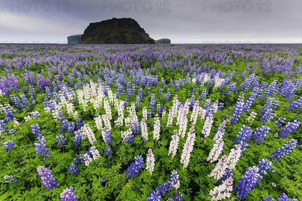 Landscape with Alaskan lupine (Lupinus nootkatensis)