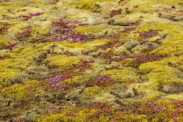 Ground vegetation with moss and early flowering thyme (Thymus praecox)