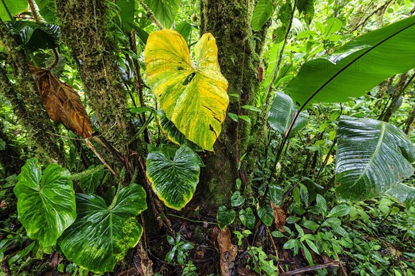 Rainforest vegetation